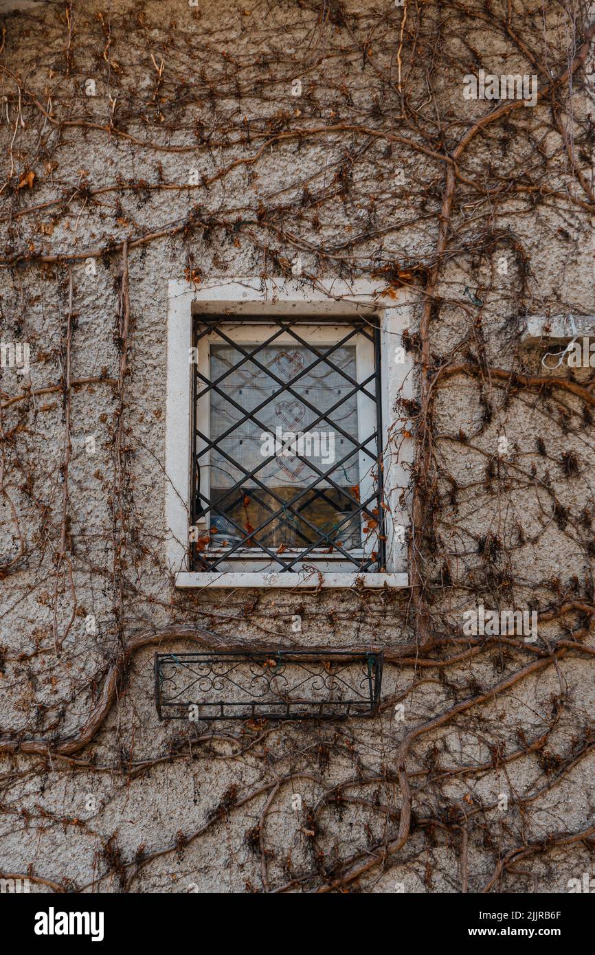 Un colpo verticale della finestra sul muro con fiori secchi da arrampicata Foto Stock