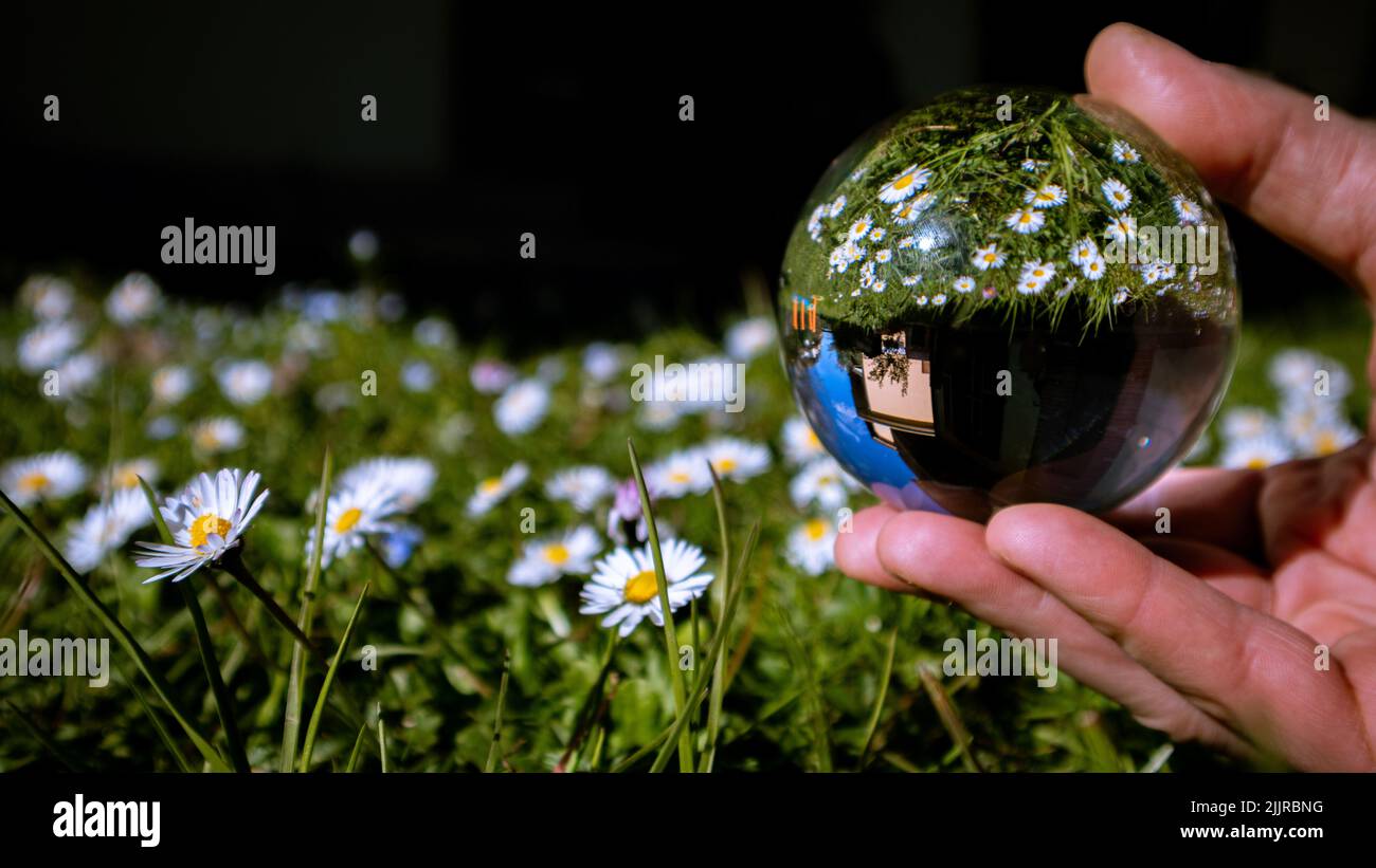 Una mano maschio che tiene una sfera di cristallo con il riflesso capovolto di un campo camomilla in esso Foto Stock