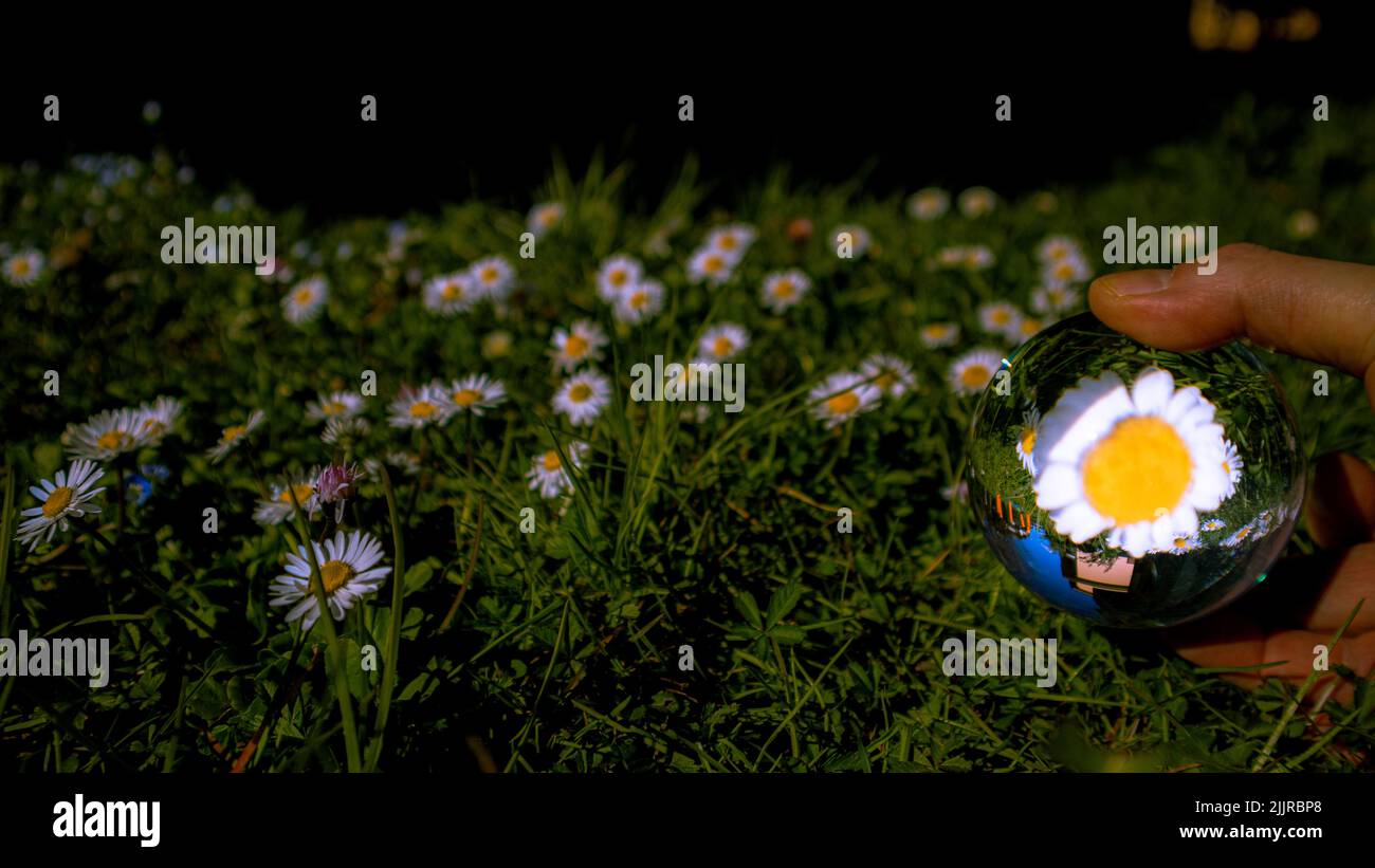 Una mano maschio che tiene una sfera di cristallo con il riflesso capovolto di una camomilla in esso e campo di camomilla sullo sfondo sfocato Foto Stock