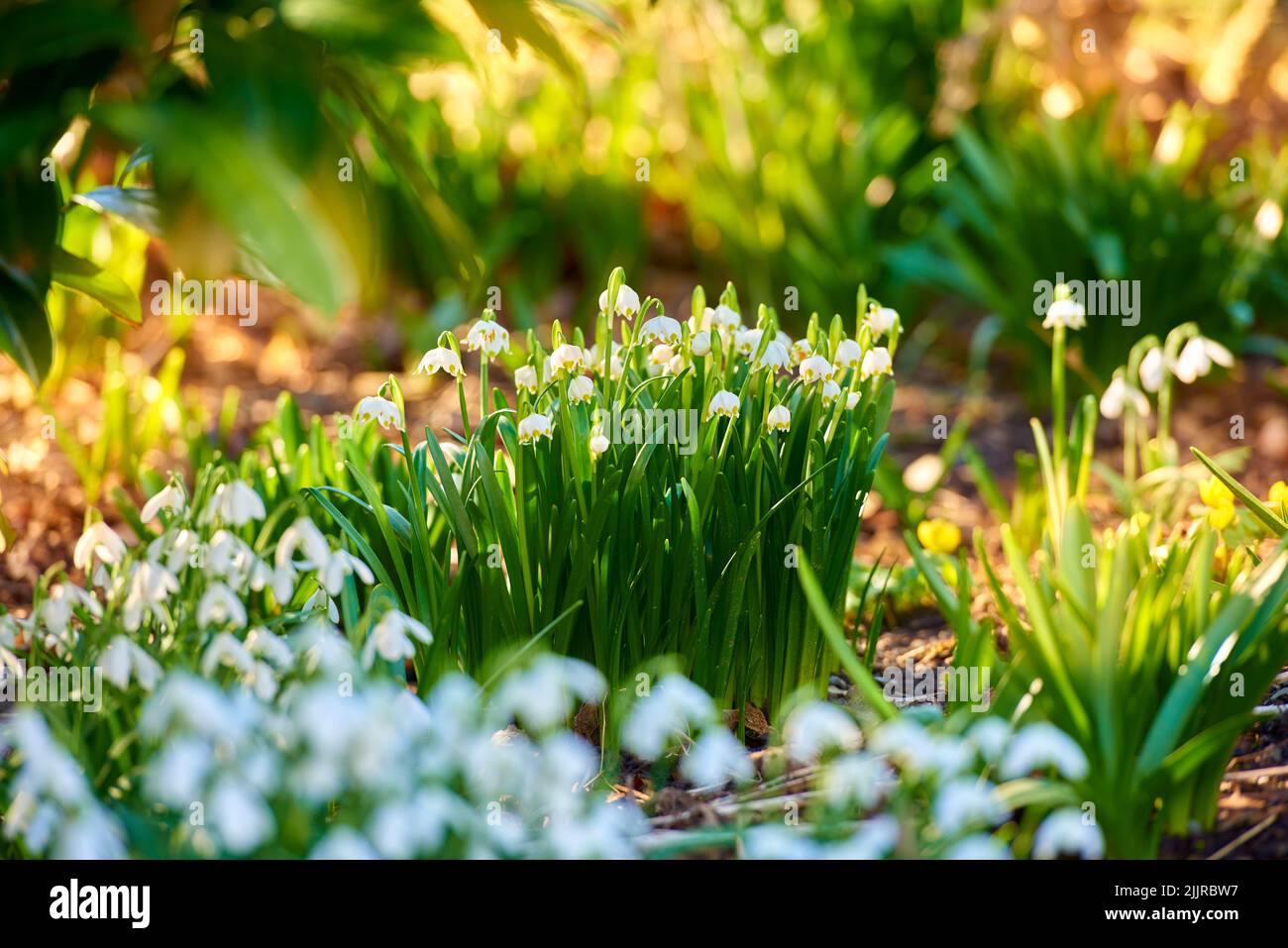 Fiori invernali verdi e bianchi che crescono in un rigoglioso giardino o cortile. Primo piano, struttura e dettaglio di piante di goccia di neve comune che fioriscono in un Foto Stock