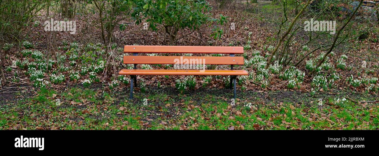 Parco sfondo di panca di legno con alberi e fiori di goccia di neve che crescono in un campo con erba verde. Ampio spazio di copia carta da parati di natura pacifica Foto Stock