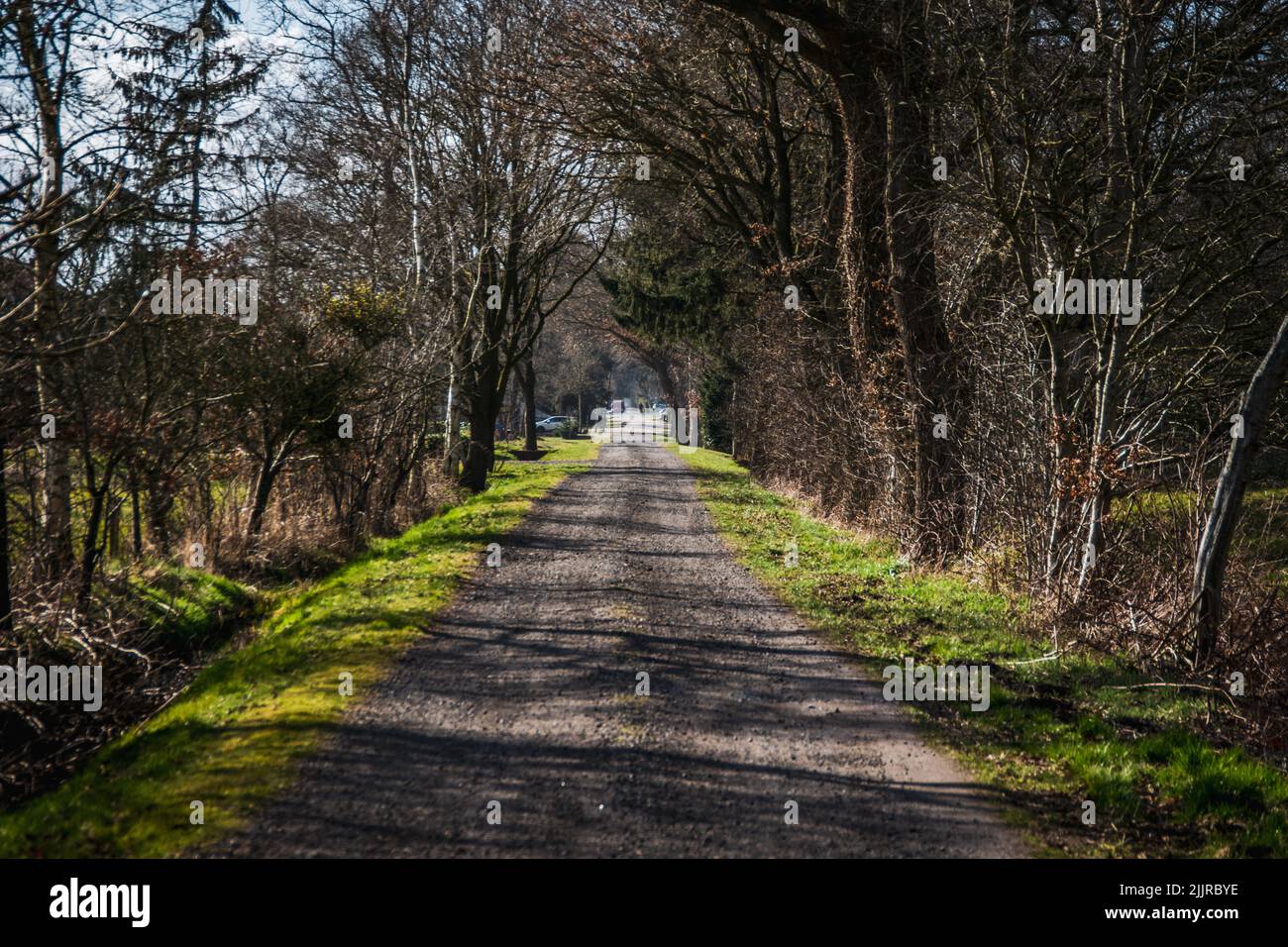 Splendida vista su una strada sterrata nel mezzo di una foresta circondata da alberi alti. Una giornata di sole è particolarmente adatta per i picnic Foto Stock