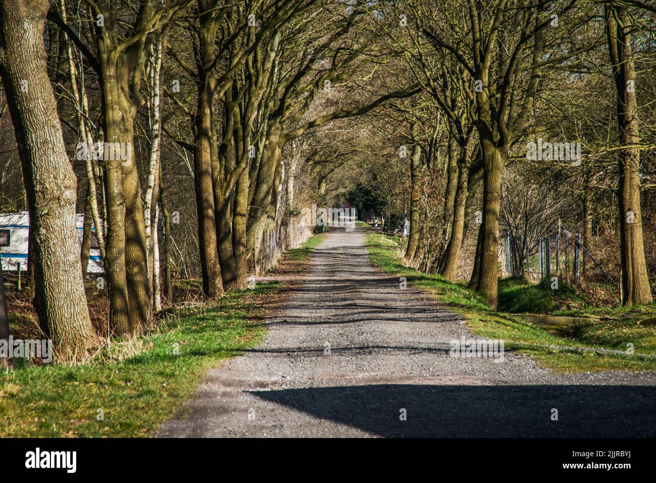 Splendida vista su una strada sterrata nel mezzo di una foresta circondata da alberi alti. Una giornata di sole è particolarmente adatta per i picnic Foto Stock