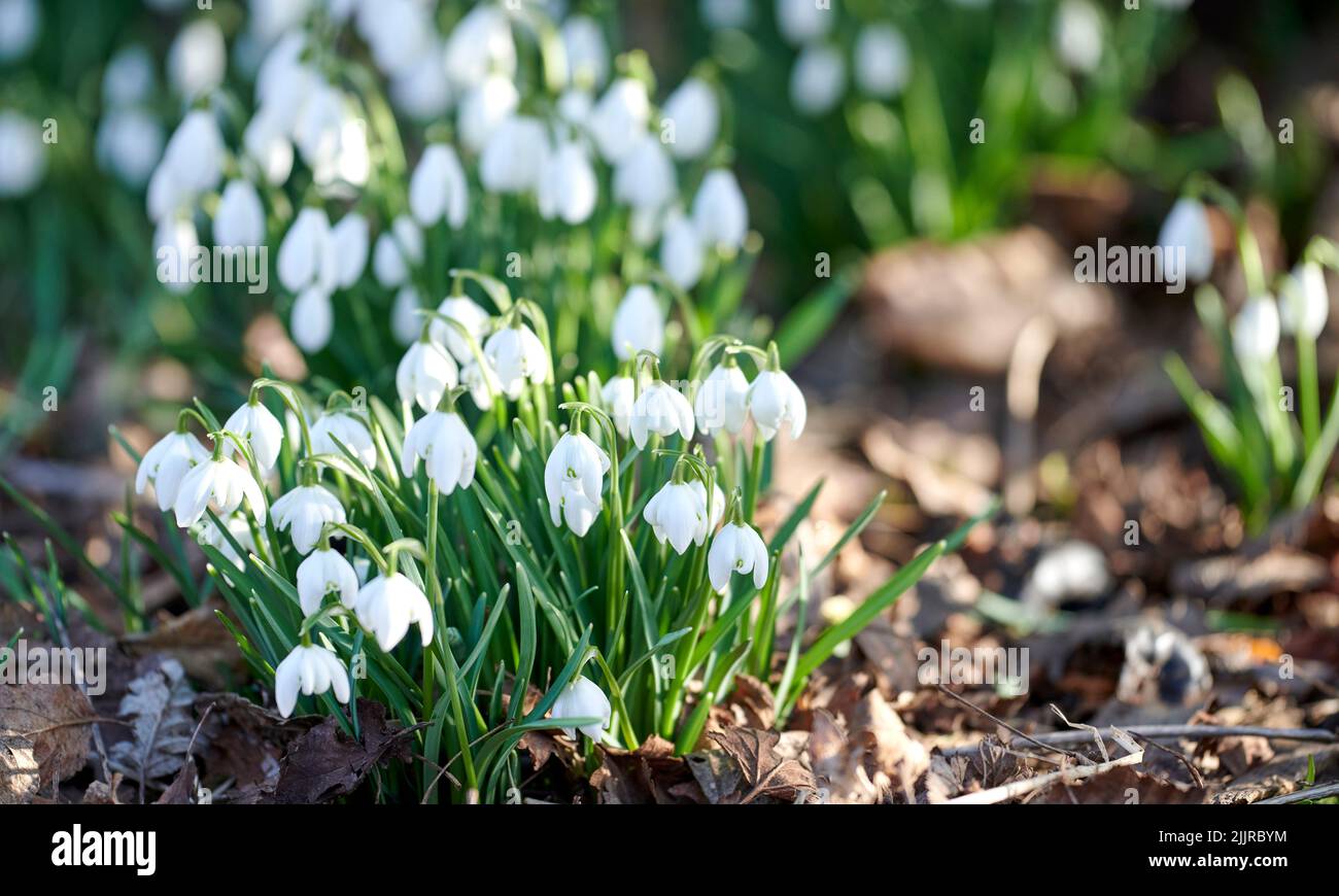 Bianco naturale bellissimi fiori di goccia di neve che fioriscono, fioriscono e crescono in un giardino in una giornata di primavera soleggiata con spazio copia. Bulbo, perenne e. Foto Stock