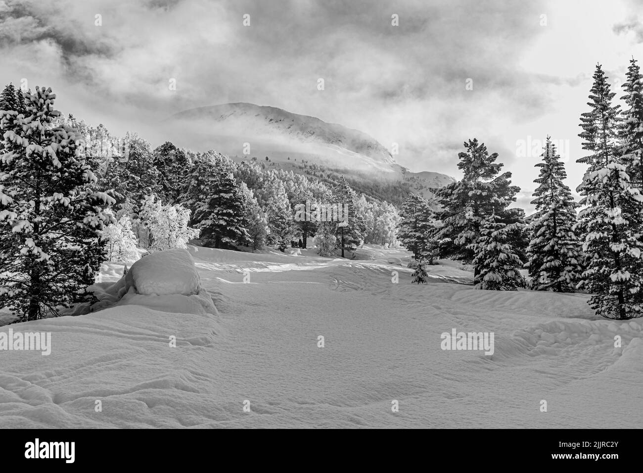 Bellissimo sfondo bianco e nero con alberi, nuvole e neve soffice, perfetto sfondo di Natale Foto Stock