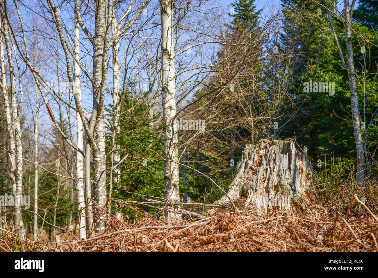 Un paesaggio naturale di una foresta con alberi di vario tipo, un albero abbattuto e rami caduti Foto Stock