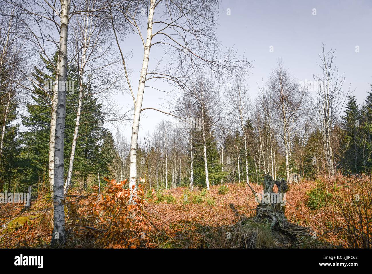 Un paesaggio naturale di una foresta con alberi di vario tipo e erba secca Foto Stock