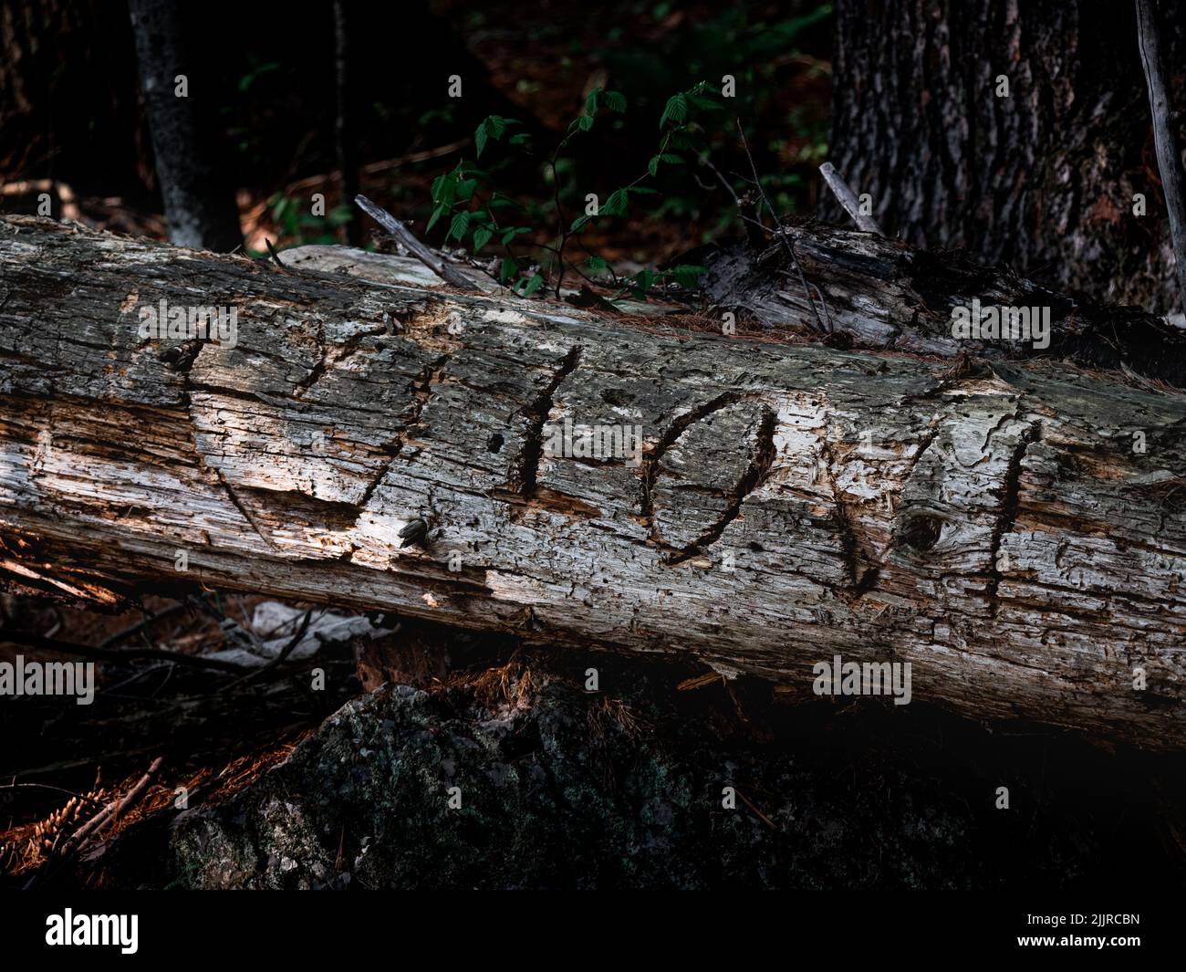 Un testo sul legno tra piante Foto Stock