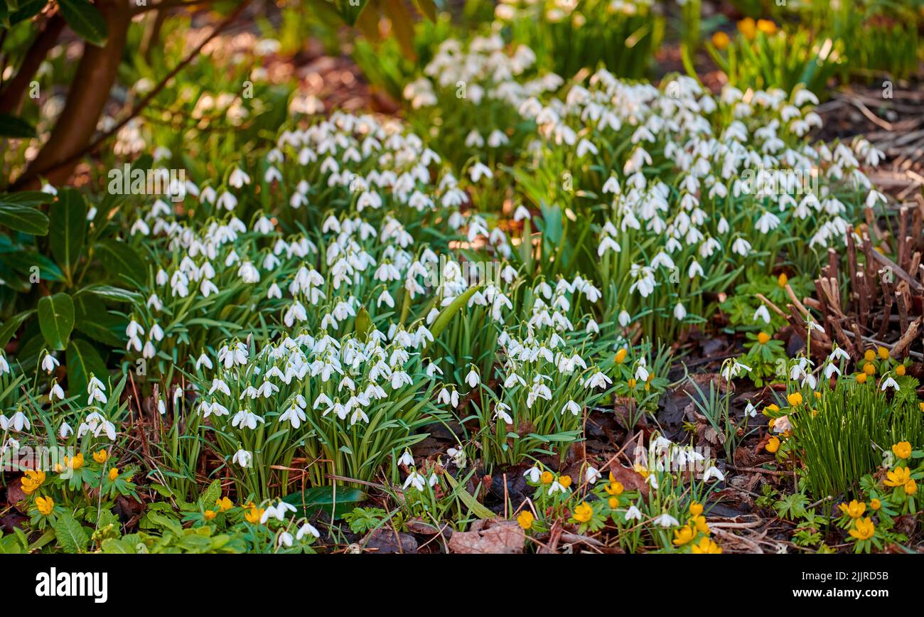 Primo piano di bellissimi fiori bianchi naturali che sbocciano in un giardino botanico o in una foresta in una giornata di primavera. Nevicate che crescono nella natura circondato da Foto Stock