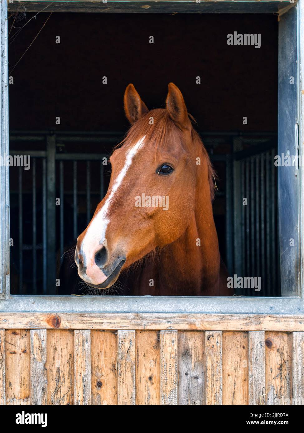 Un bel cavallo marrone nella stalla Foto Stock