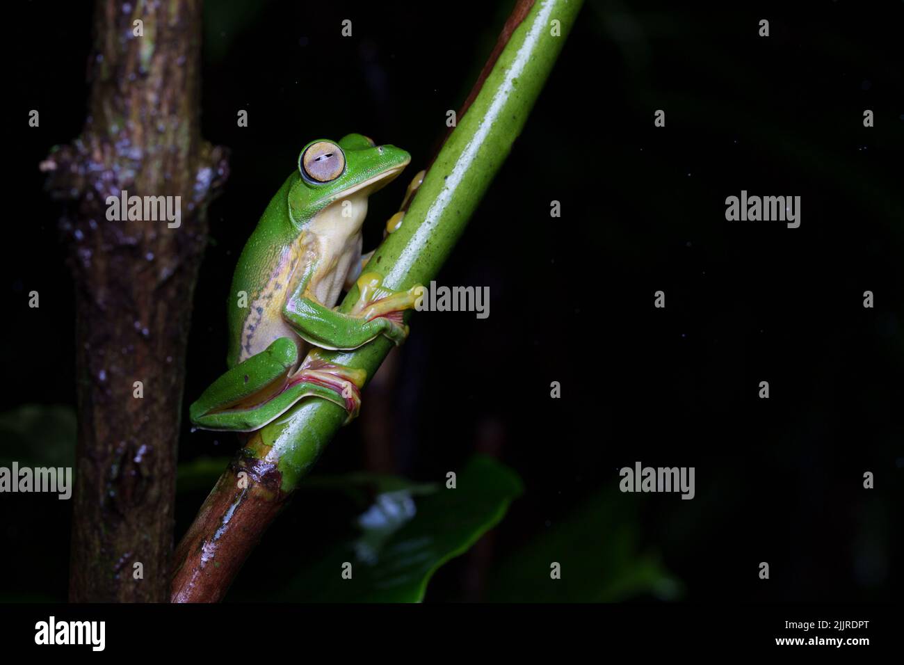 La rana parapendio di Malabar (Rhacophorus malabaricus) è una specie di rana arborea rinoforica che si trova nei Ghati occidentali dell'India. Foto Stock