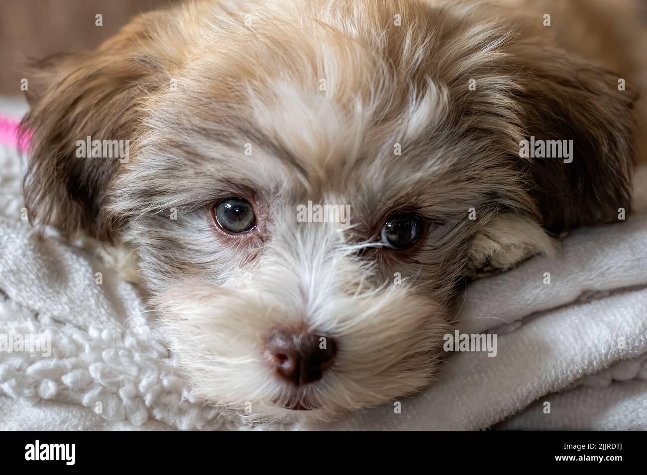 Primo piano di un cucciolo di bichon Havanese che giace sulla coperta Foto Stock