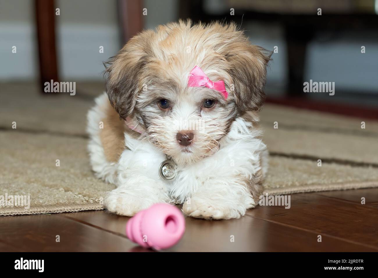 Un primo piano di un cucciolo di bichon Havanese con il suo giocattolo adagiato sul tappeto Foto Stock