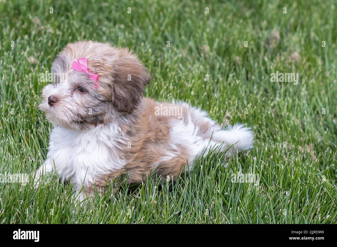 Primo piano di un cucciolo di bichon Havanese con un arco rosa adagiato sull'erba Foto Stock