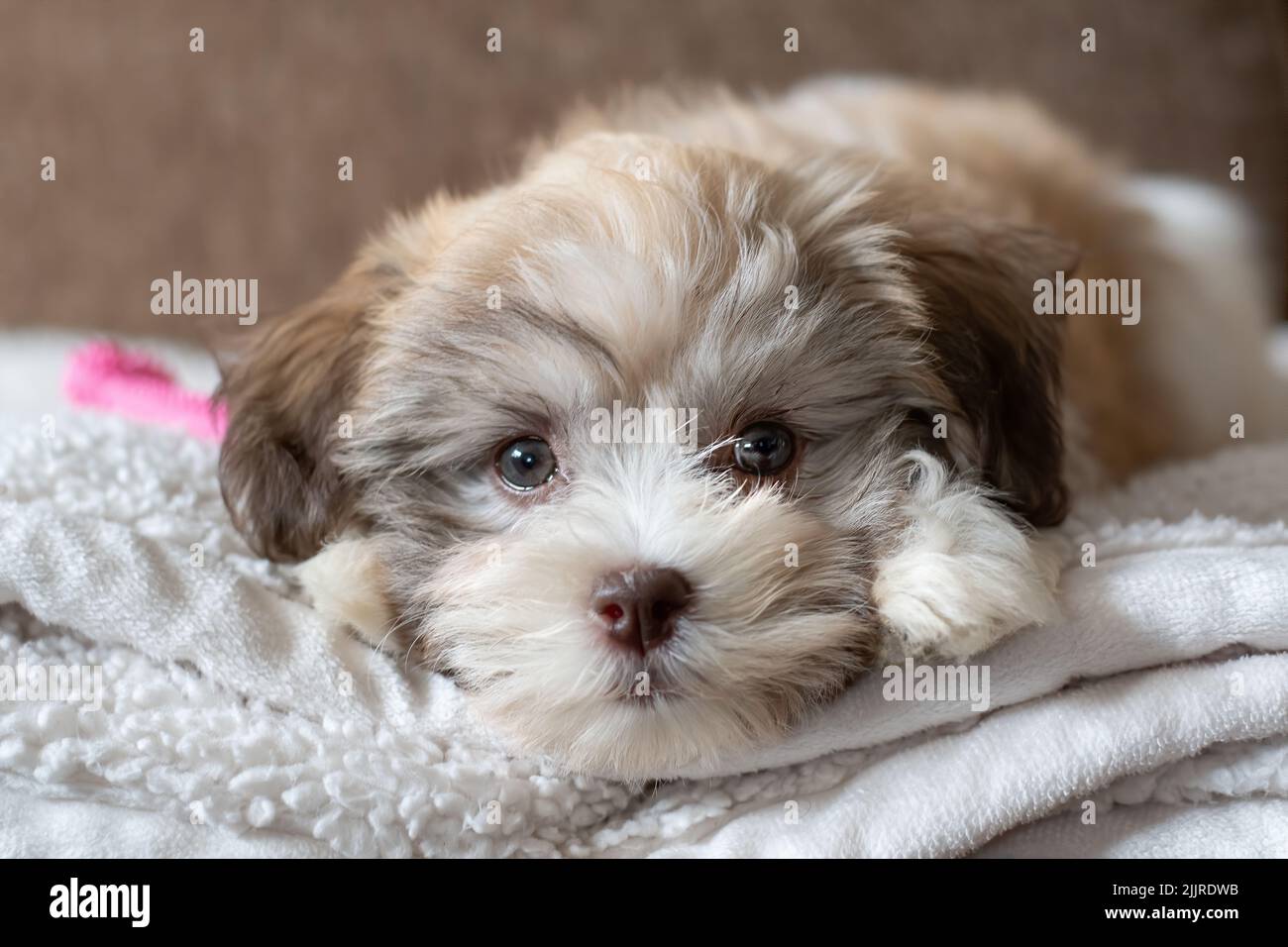 Cute lying bichon havanese puppy immagini e fotografie stock ad alta  risoluzione - Alamy