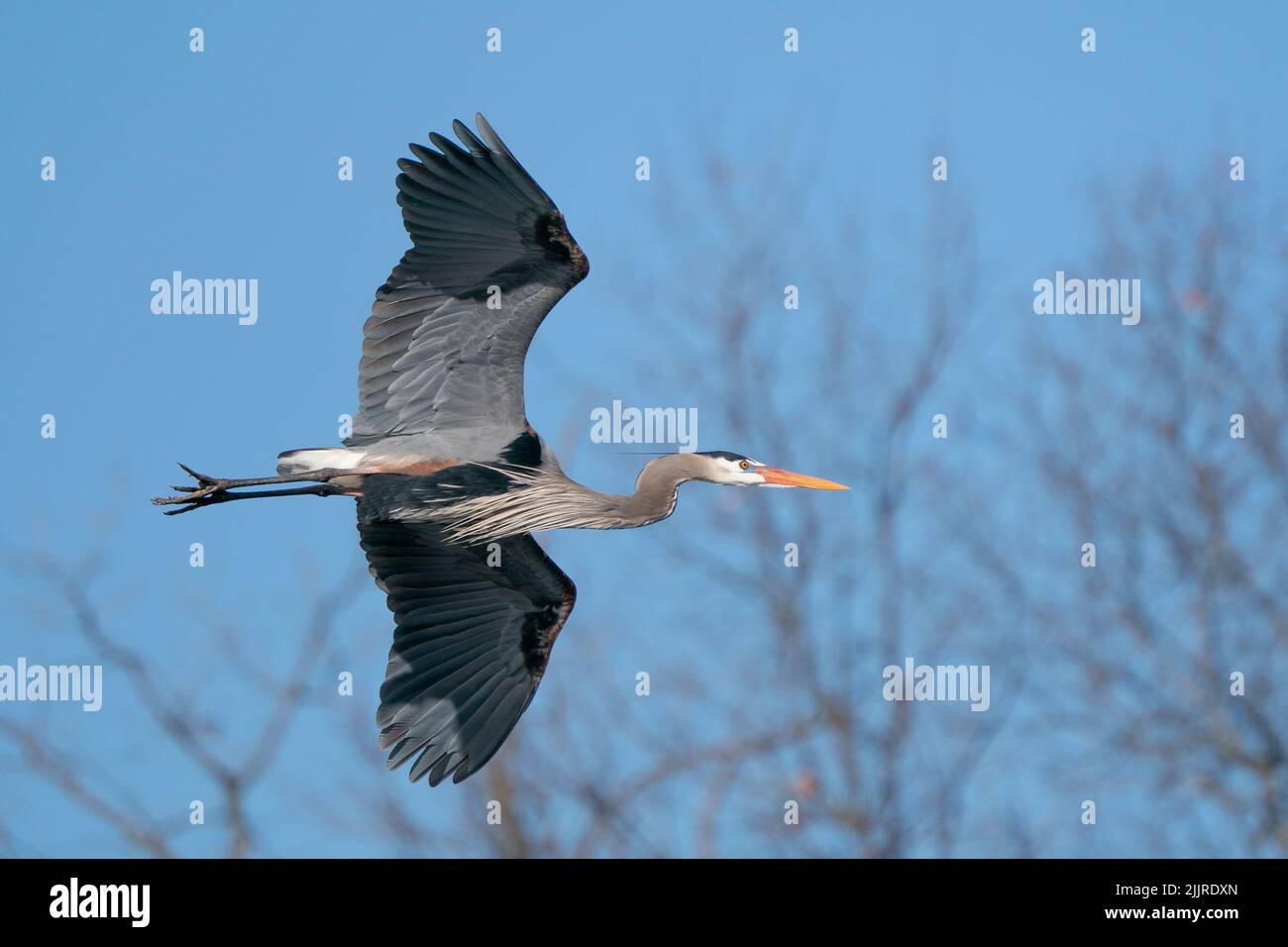 Un airone in volo sullo sfondo di alberi senza fronzoli poco nitidi Foto Stock