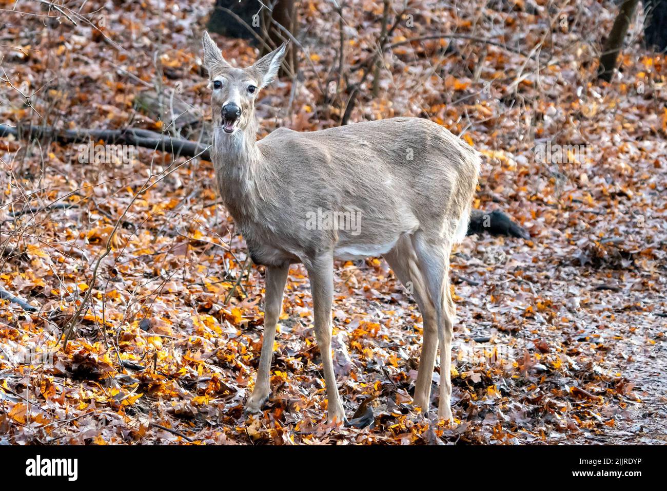 Primo piano di un cervo in piedi sul fogliame nei boschi Foto Stock