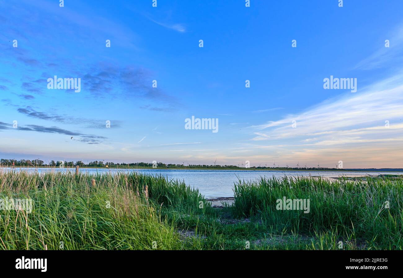 Paesaggio erba selvaggia vicino ad un lago con canne che crescono contro un blu calmo, tranquillo e azzurro orizzonte nella natura. Laguna isolata, fiume o mare Foto Stock