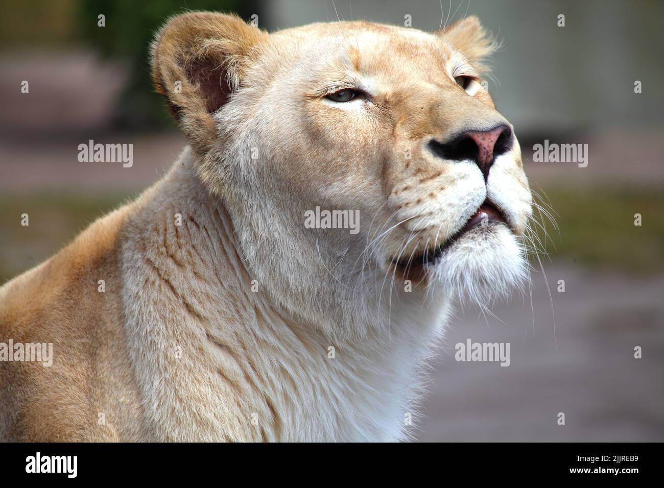 Un primo piano della leonessa contro lo sfondo sfocato. Messa a fuoco superficiale. Foto Stock