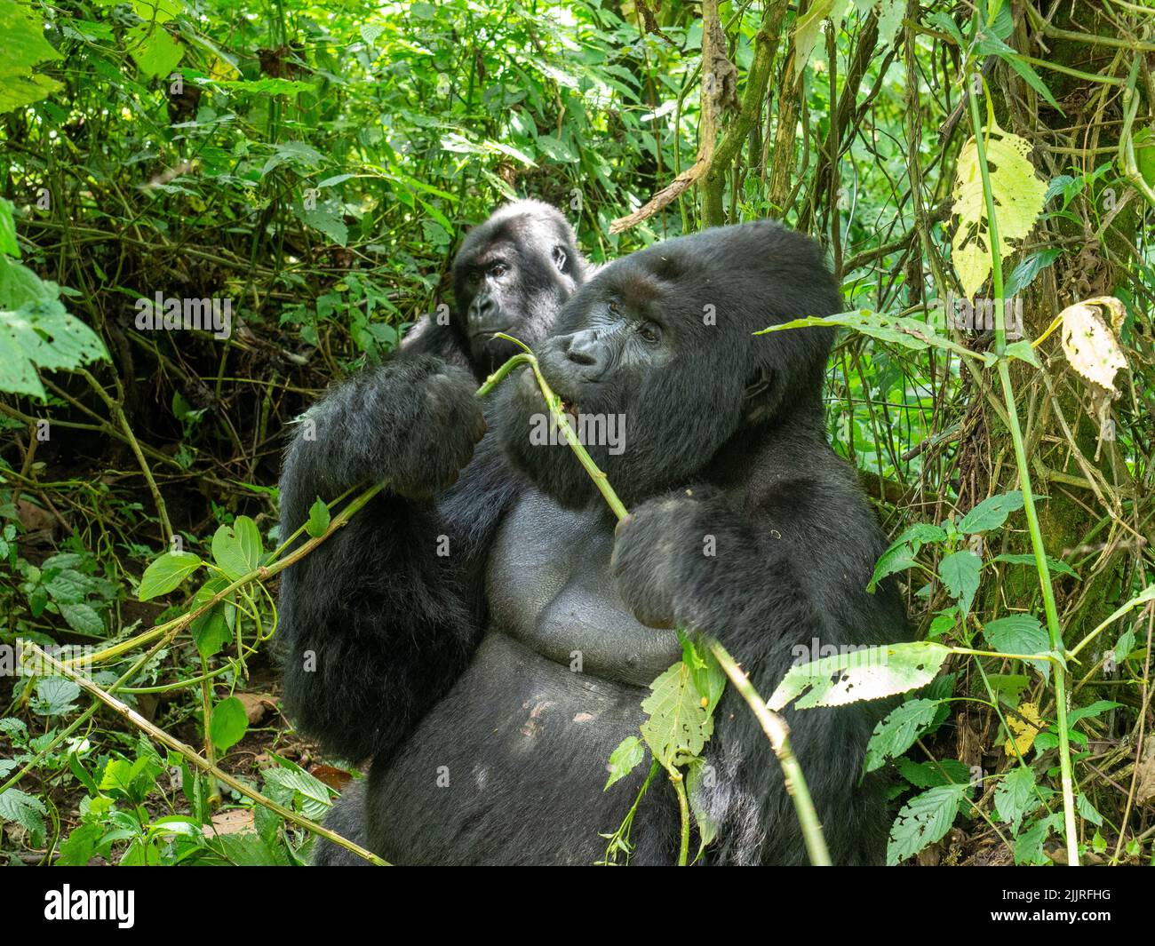 Un ritratto di gorilla nel Parco Nazionale di Virunga, nella Valle del Rift Albertine nella parte orientale della Repubblica Democratica del Congo Foto Stock