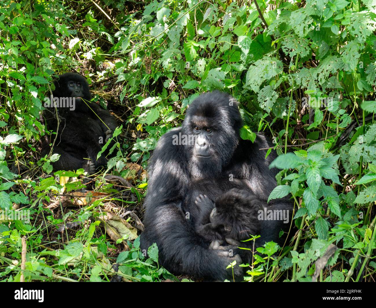Un gruppo di gorilla nel Parco Nazionale di Virunga, Repubblica Democratica del Congo Foto Stock