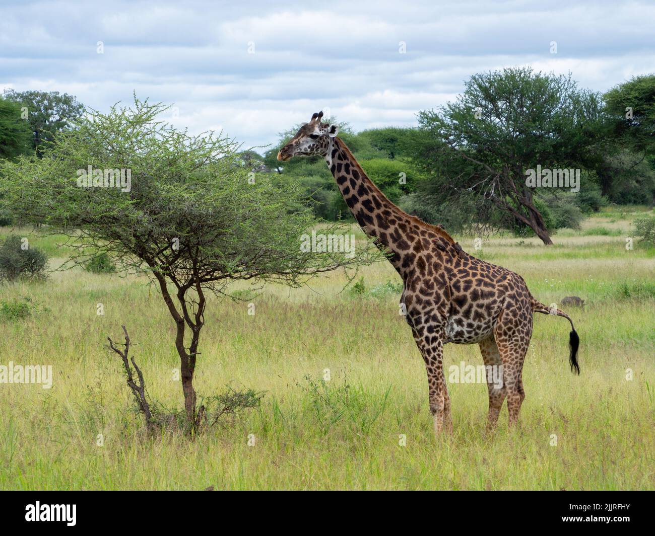 Una giraffa adulta mangia foglie da un albero in cima a un prato verde nel Parco Nazionale di Serengeti, Tanzania Foto Stock