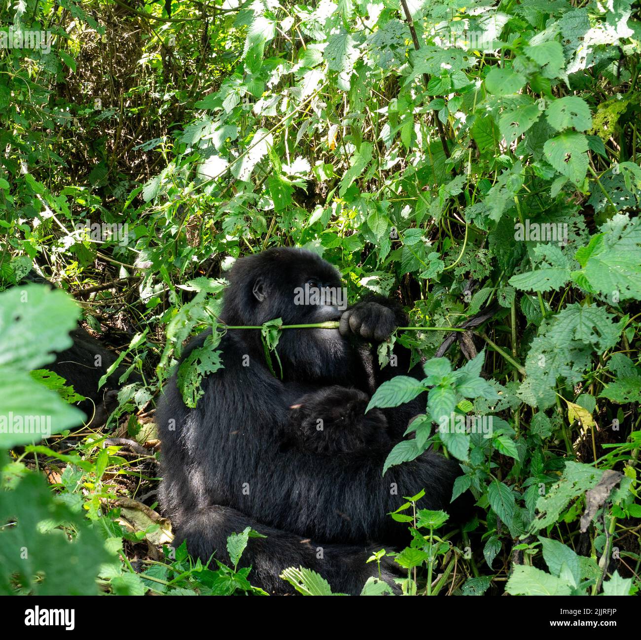 Una gorilla madre con un bambino nel Parco Nazionale di Virunga, Repubblica Democratica del Congo Foto Stock