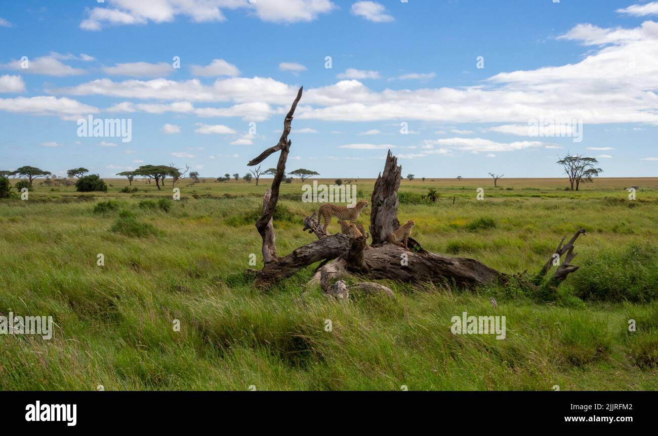 Una coalizione di ghepardi su un albero asciutto in cerca di preda nel Parco Nazionale di Serengeti, Tanzania Foto Stock