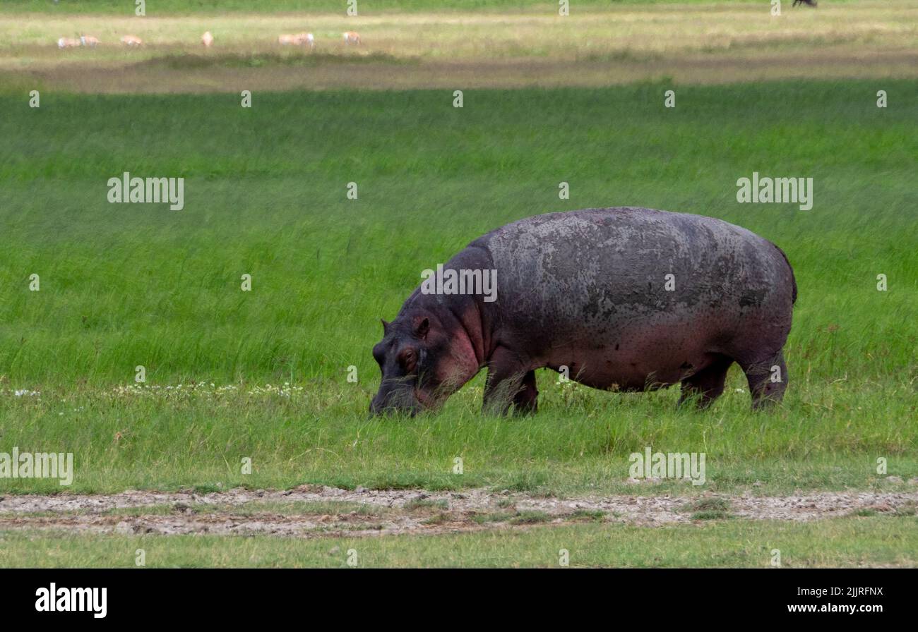 Un ippopotamo adulto che pascola su un prato verde nel Parco Nazionale di Serengeti, Tanzania Foto Stock