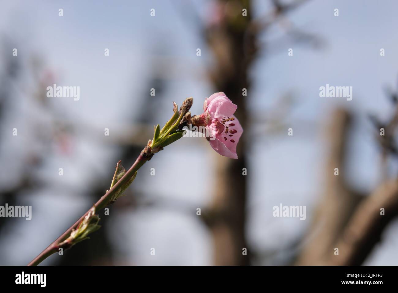 Un primo piano di germogli nettarini rosa che sbocciano su ramoscelli con uno sfondo sfocato Foto Stock