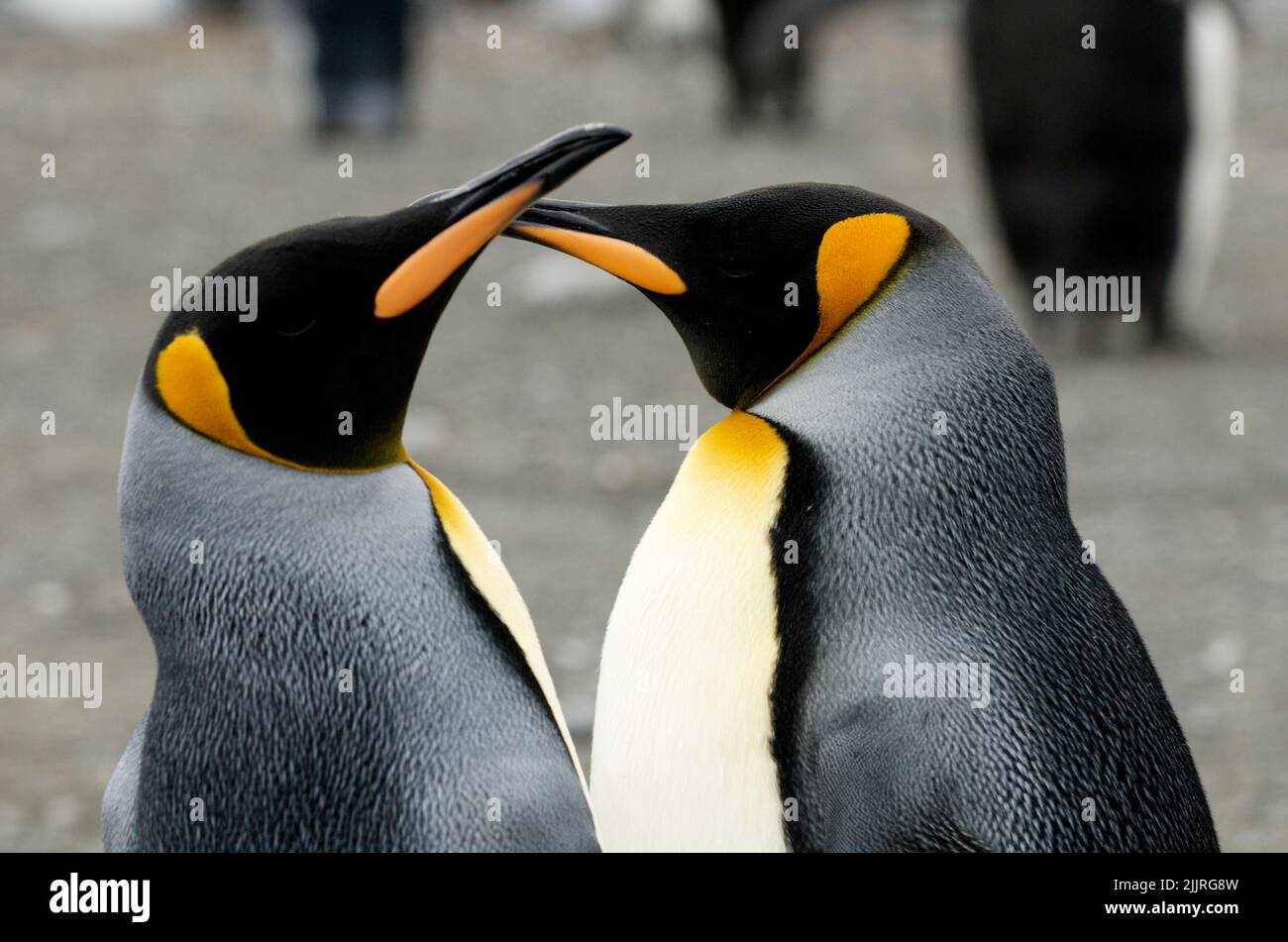 Un primo colpo di due pinguini imperatore Kissing Foto Stock