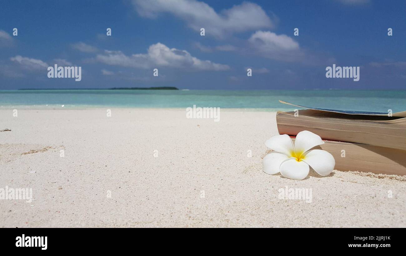 Un fiore di plumeria e libri su una spiaggia di sabbia Foto Stock