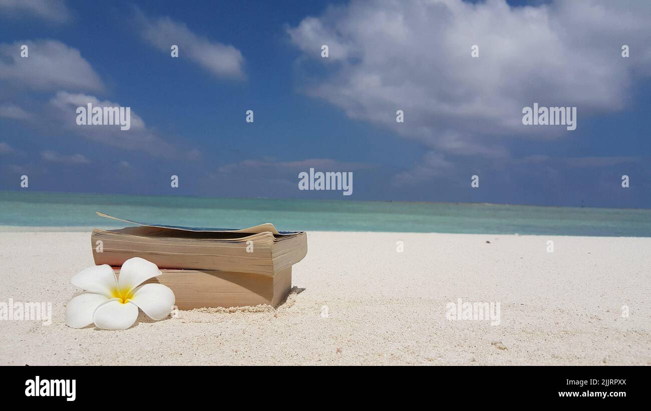 Un primo piano di un fiore frangipani con libri in una spiaggia in una giornata di sole Foto Stock