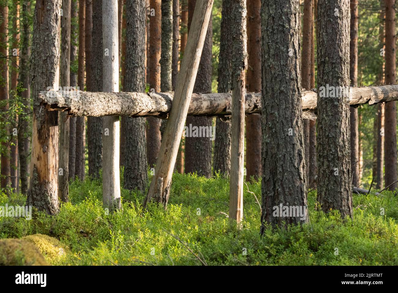 Tronco di albero bloccato tra altri tronchi nella foresta Foto Stock