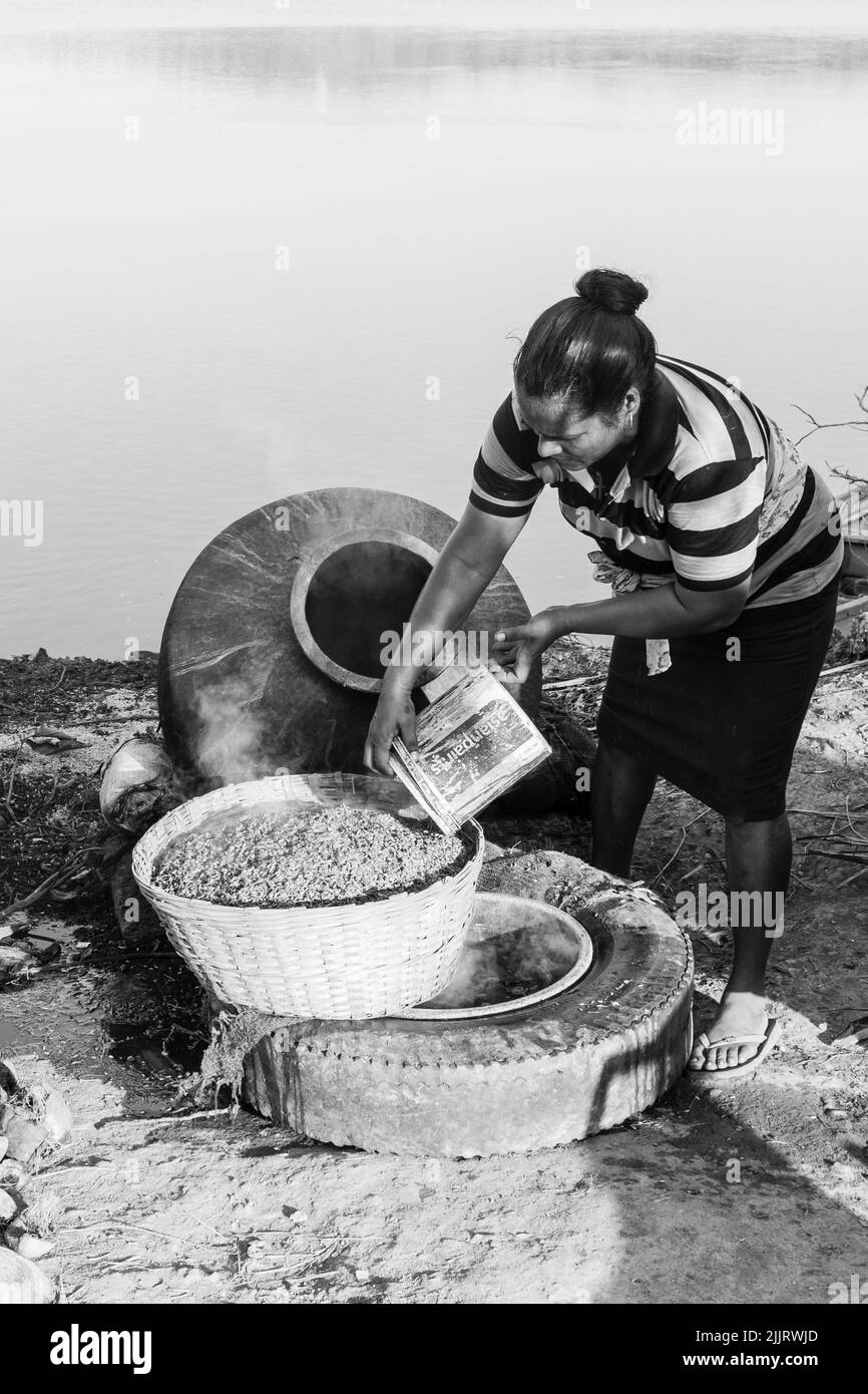 Rachol, Goa India- Ott 9 2021 coltivatori locali che raccolgono, che bollono, che asciugano e che sbuccia in fattorie di risaie a Rachol, Goa. Coltivatori asiatici che coltivano la risaia Foto Stock