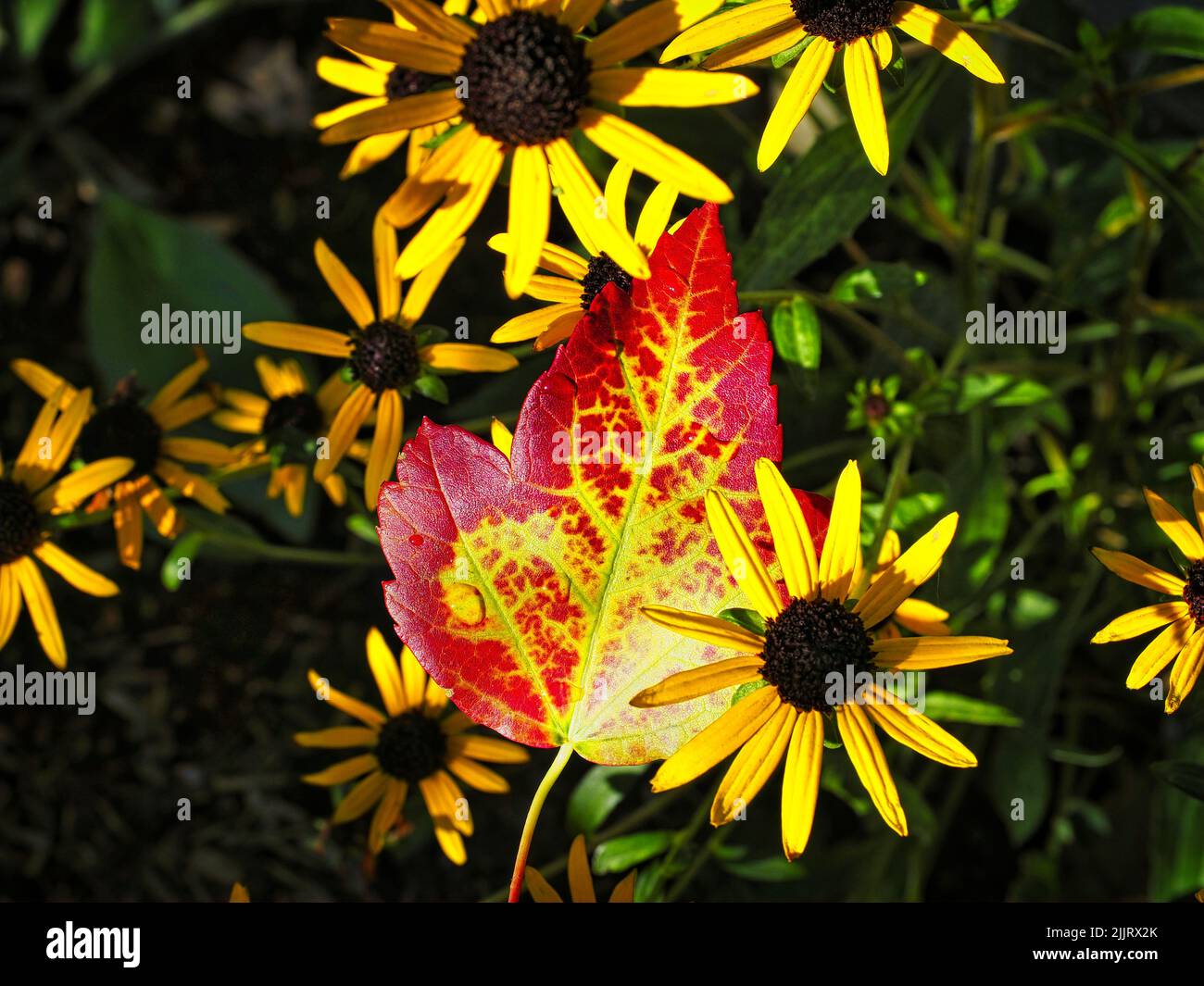 Un primo piano di una foglia di acero rosso e giallo caduto sui fiori di Susan dall'occhio nero alla luce del sole Foto Stock