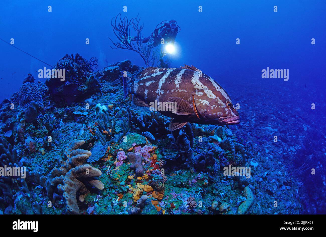 Scuba Diver guarda un Nassau Grouper (Epinephelus striatus) in una barriera corallina caraibica, Saba, Antille Olandesi, Caraibi Foto Stock