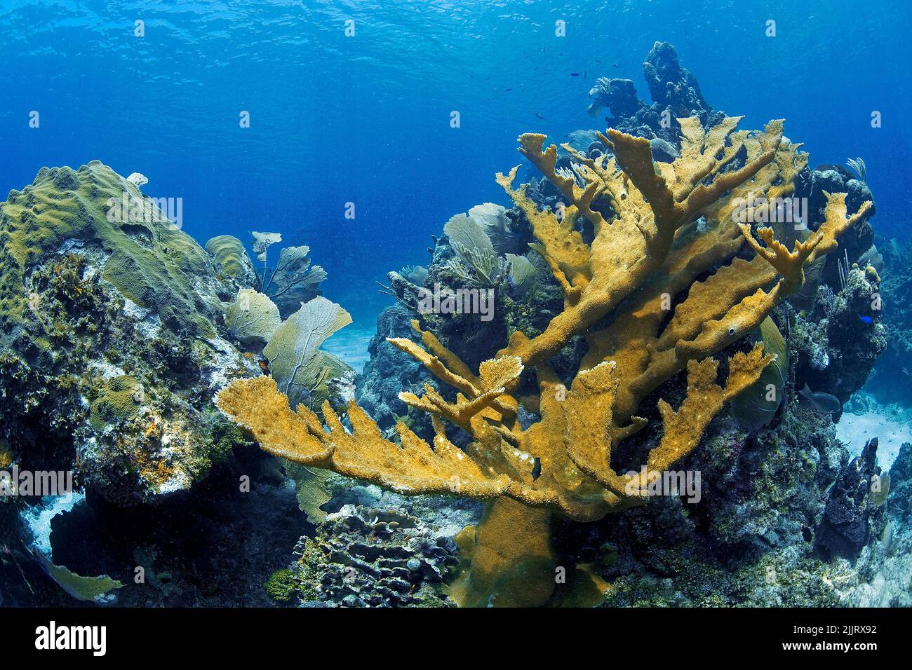 Coralli di Elkhorn (Acropora palmata) in una barriera corallina caraibica, Utila, Bay Islands, Honduras, Caraibi Foto Stock