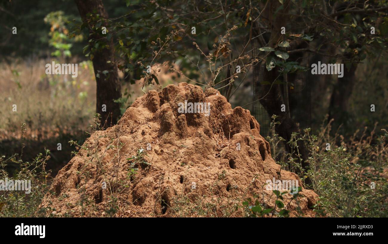 Un primo piano del nido di termite di sabbia circondato da vegetazione verde. Messa a fuoco selezionata. Foto Stock
