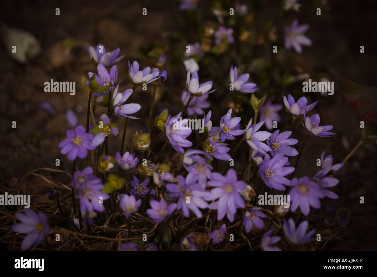 Un primo piano di fiori viola Early Crocus ricoperti di gocce d'acqua Foto Stock