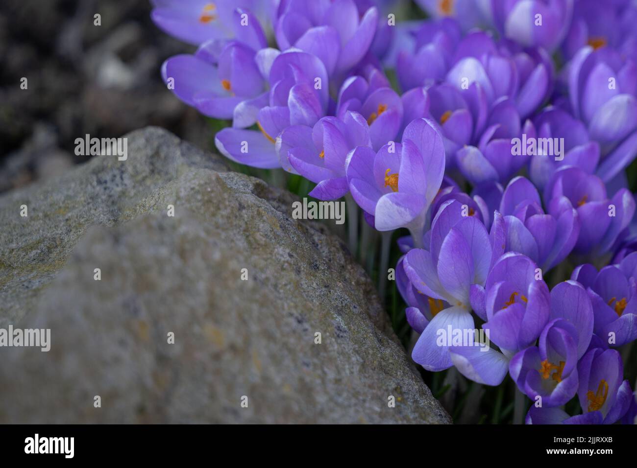Un primo piano di fiori viola di primo Crocus che crescono vicino ad una roccia Foto Stock