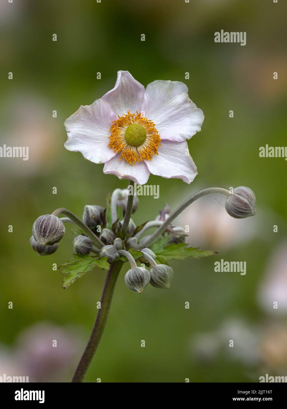 Primo piano di un fiore singolo e germogli di anemone giapponese (Anemone x hybrid 'Robustissima ') in un giardino in estate Foto Stock