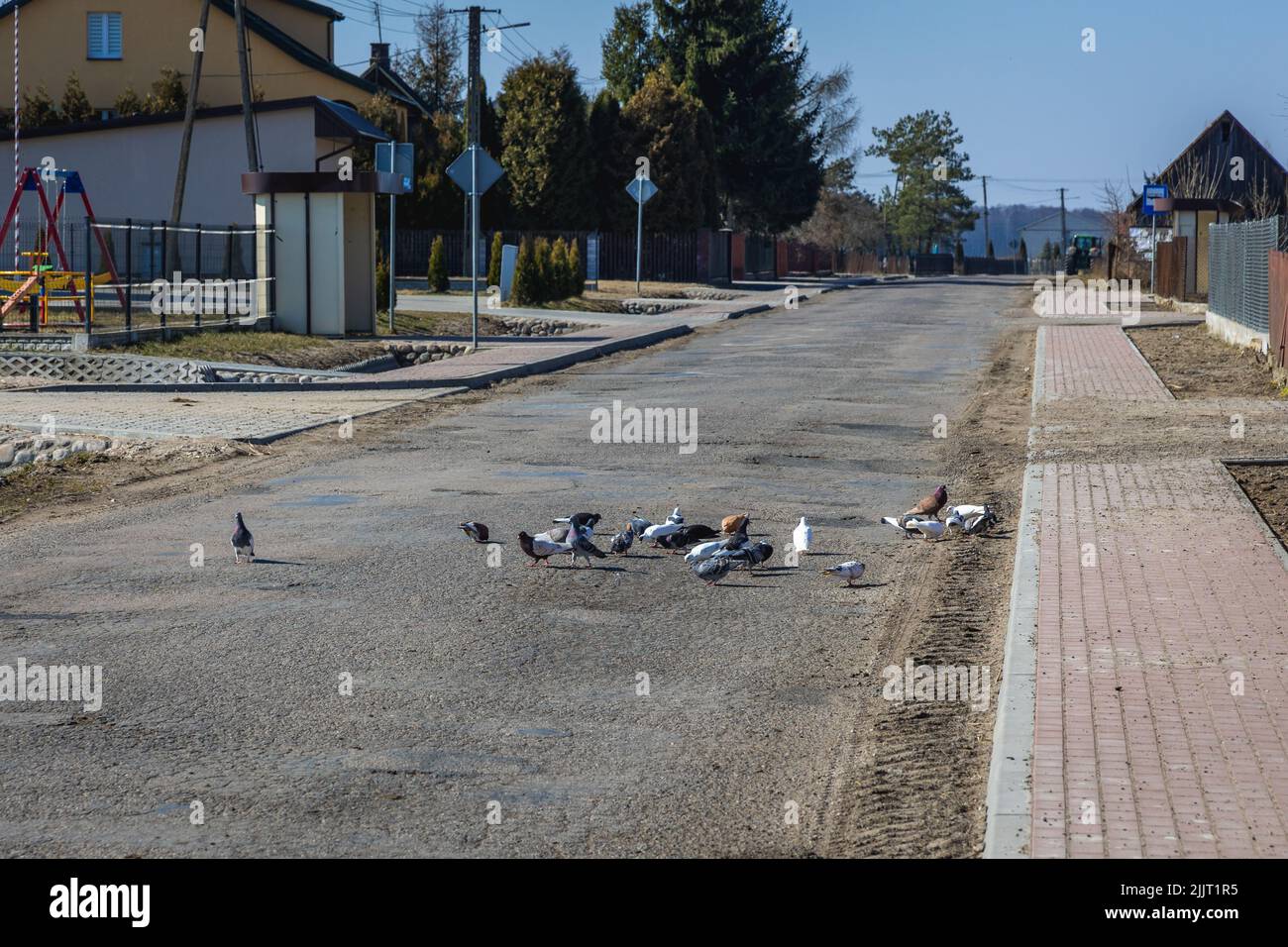 Allevamento di piccioni su una strada nella contea di Wegrow, Voivodato Mazoviano di Polonia Foto Stock