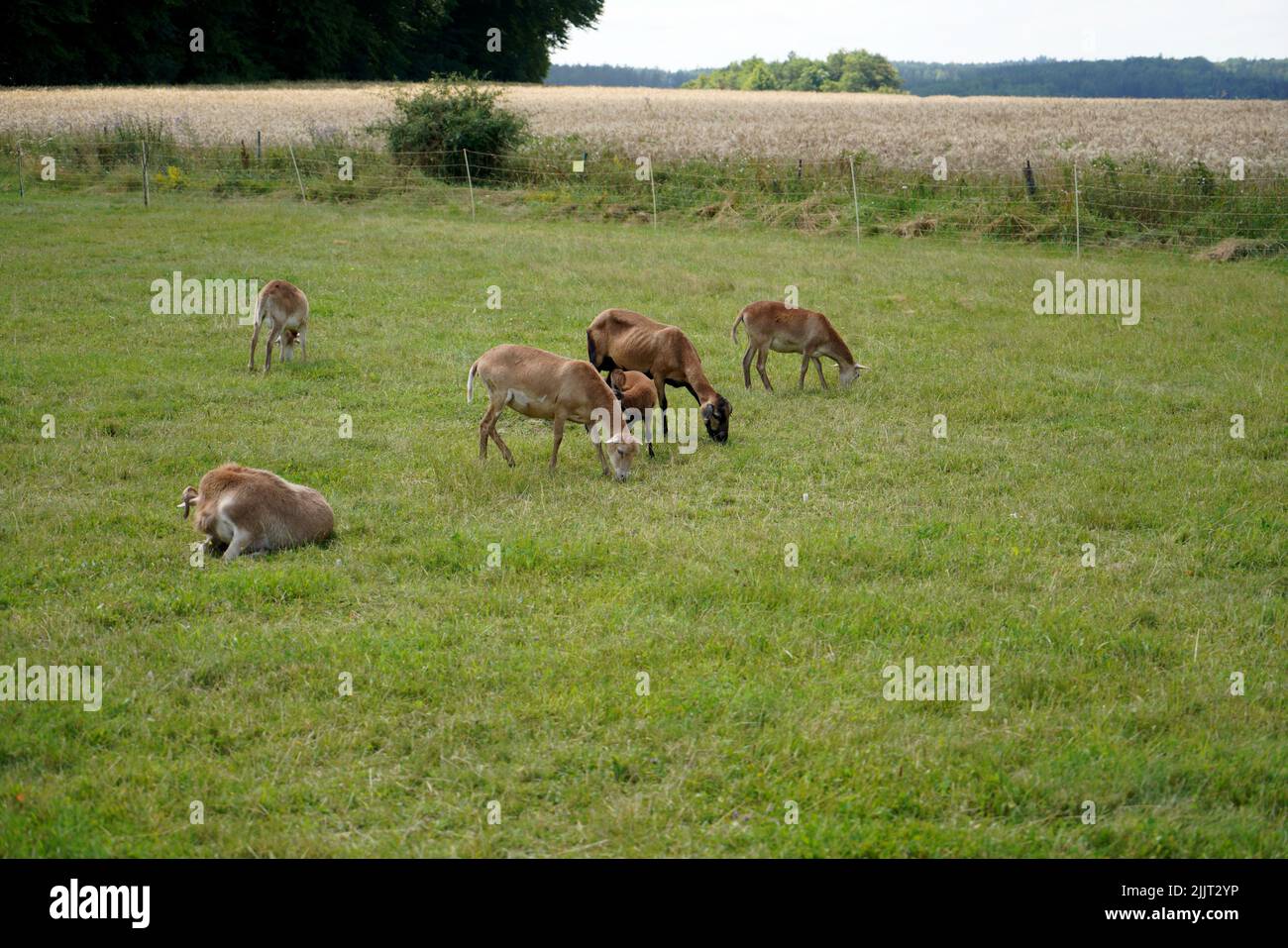 Un gruppo di pecore Camerun pascolo nel verde lussureggiante campo Foto Stock