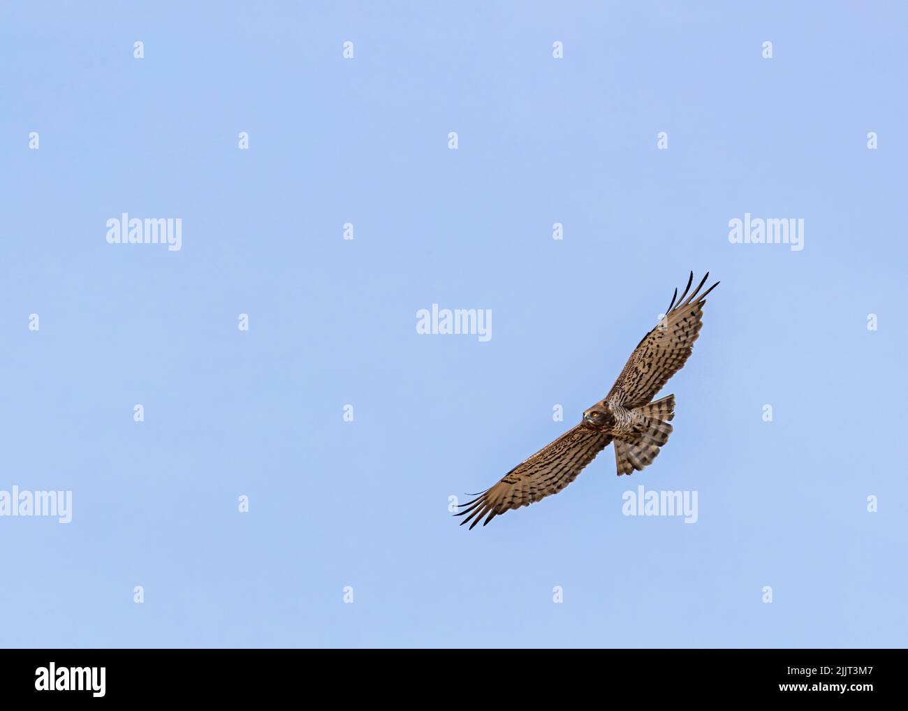 Una vista panoramica di un'aquila di serpente a punta corta che vola nel cielo blu Foto Stock