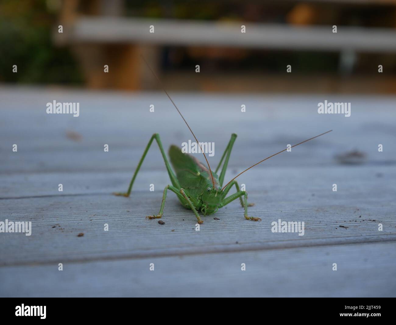 Primo piano di un cricket verde seduto su una superficie di legno. Foto Stock