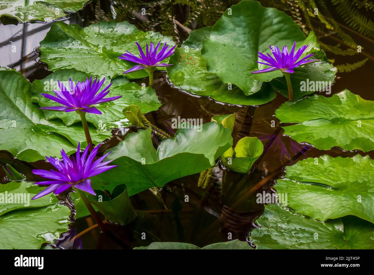 Bella giglio d'acqua viola in fiore di giorno (Nymphaea capensis) con grande verde foglie sfondo in stagno decorativo Foto Stock