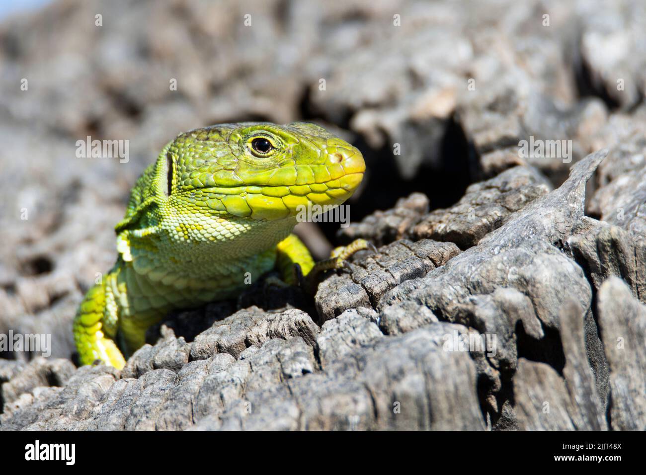 Una piccola lucertola verde ocellata nel suo habitat naturale sotto la luce del sole Foto Stock