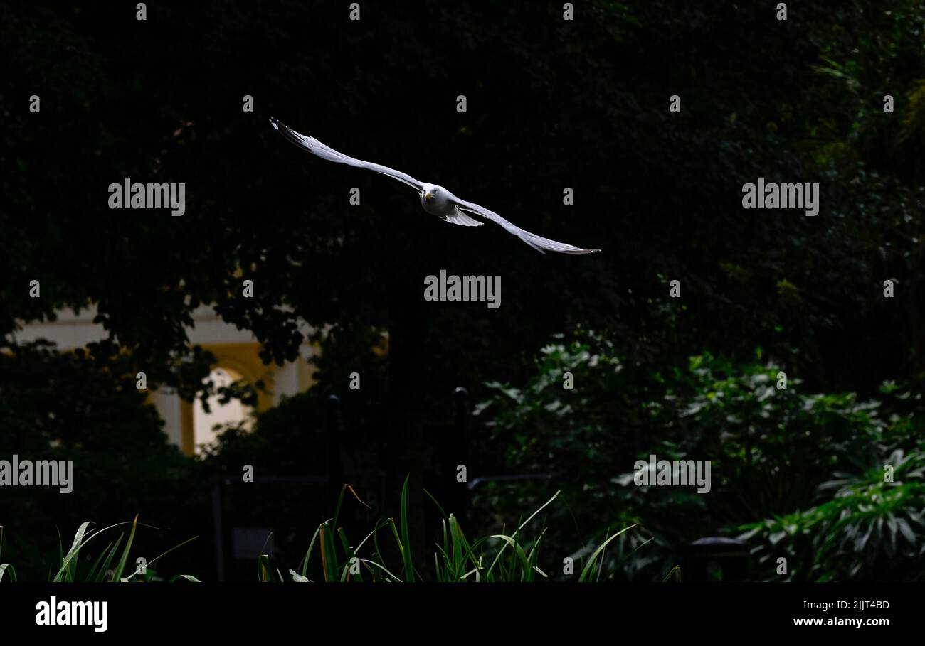 Aringa europea Gull Larus argentatus in volo - Brighton UK Fotografia scattata da Simon Dack Foto Stock