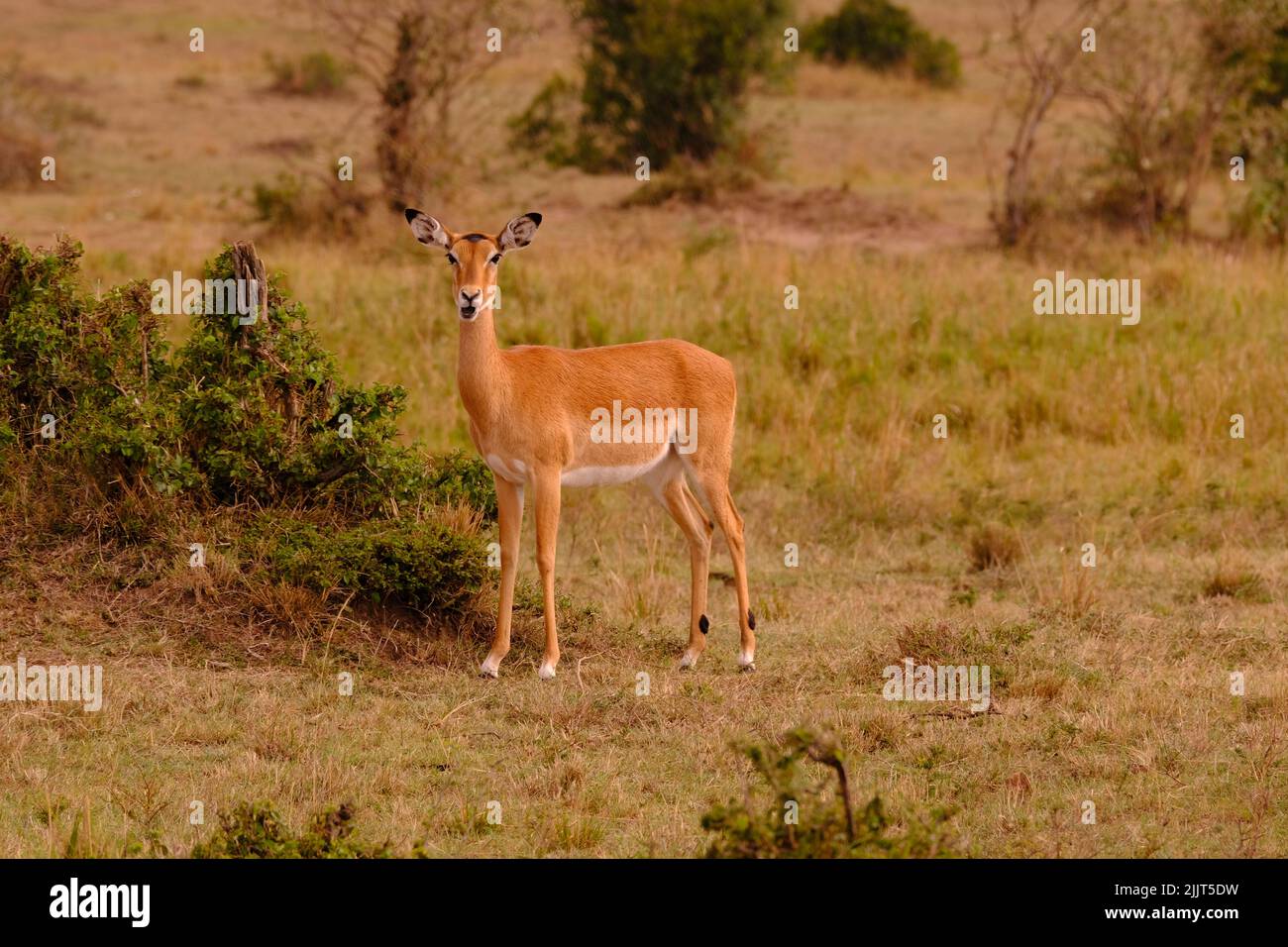 Impala femminile nella riserva di Masai Mara del gioco del Kenya Foto Stock